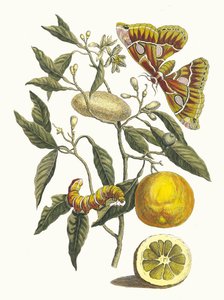 Cytrynowy. Z Księgi Metamorphosis insectorum Surinamensium, 1705.