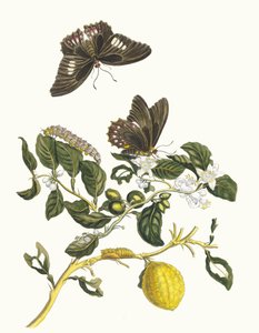 Limonier. Z Księgi Metamorphosis insectorum Surinamensium, 1705. autorstwa Maria Sibylla Merian