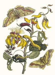 Pallisaden-boom. Z Księgi Metamorphosis insectorum Surinamensium, 1705. autorstwa Maria Sibylla Merian