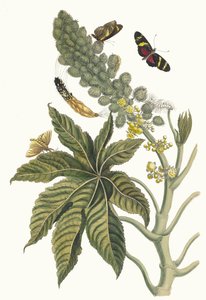 Rącznik. Z Księgi Metamorphosis insectorum Surinamensium, 1705. autorstwa Maria Sibylla Merian
