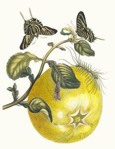 Pompelmous. Z Księgi Metamorphosis insectorum Surinamensium, 1705. autorstwa Maria Sibylla Merian