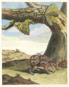 Szczur de las. Z Księgi Metamorphosis insectorum Surinamensium, 1705. autorstwa Maria Sibylla Merian