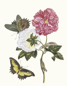 Rosier. Z Księgi Metamorphosis insectorum Surinamensium, 1705.