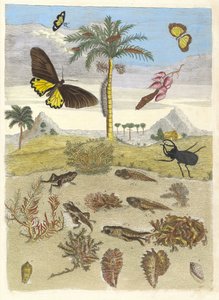 Jelonek rogacz, płazy i palmy. Z Księgi Metamorphosis insectorum..., 1705. autorstwa Maria Sibylla Merian