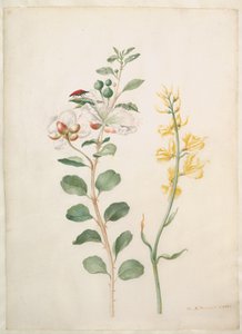  autorstwa Maria Sibylla Merian