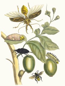 Tabrouba. Z Księgi Metamorphosis insectorum Surinamensium, 1705.