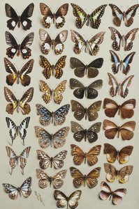 Trzydzieści trzy motyle w czterech kolumnach, należące do rodzin Papilionidae i Danainae,