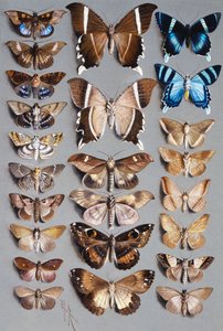 Dwadzieścia cztery ćmy, w trzech kolumnach, w większości należące do rodziny Noctuidae