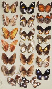 Dwadzieścia dwa motyle w trzech kolumnach, wszystkie należące do rodziny Nymphalidae,