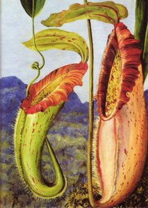 Nowa roślina dzbanecznikowa z wapiennych gór Sarawak na Borneo autorstwa Marianne North