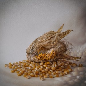 Zbiory złotej kukurydzy autorstwa Marie-anne Stas