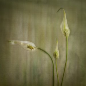  autorstwa Marie-anne Stas