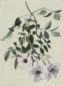 Jaśmin autorstwa Marie Anne