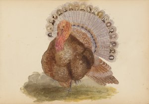 Album Madame B autorstwa Marie Blanche Hennelle Fournier
