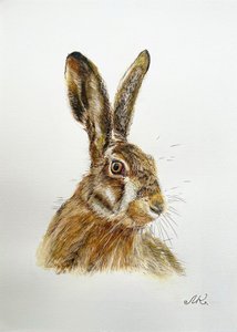Portret czujnego zająca