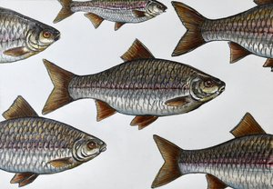 Ilustracja pływającej ryby
