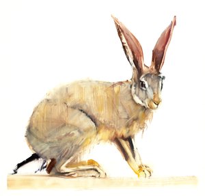 Cape Hare, 2010 (olej na papierze) autorstwa Mark Adlington