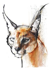 Feline (karakal arabski), 2009 (conte und węgiel na papierze) autorstwa Mark Adlington