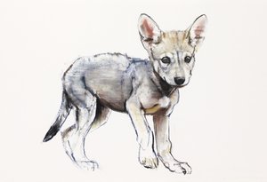 Hersitating Arabian Wolf Pup, 2009 (conte und charcoal na papierze) autorstwa Mark Adlington