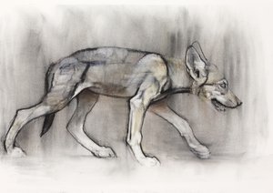 Lean Pup (Wilk Arabski), 2009 (conte und węgiel na papierze) autorstwa Mark Adlington