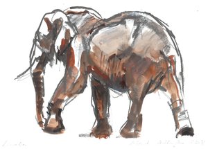 Rezerwat Loisaba, 2018 autorstwa Mark Adlington