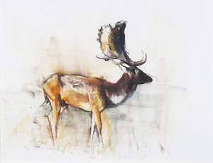 Magnificent Fallow Buck, 2006 (węgiel i conte na papierze) autorstwa Mark Adlington