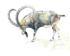 Koziorożec nubijski, 2008 (konta i węgiel na papierze) autorstwa Mark Adlington