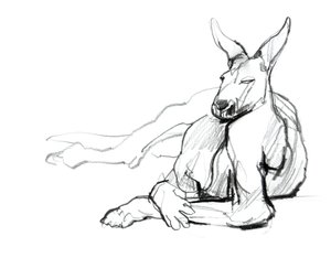 Odpoczywający sportowiec (Czerwony Kangur), 2012, (grafit na papierze) autorstwa Mark Adlington