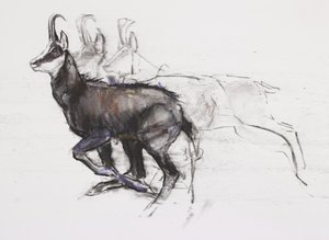 Running Chamois (węgiel i conte na papierze)