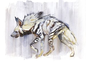 Hiena pręgowana, 2010, (akwarela na papierze) autorstwa Mark Adlington