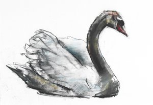 Łabędź (węgiel i conte na papierze) autorstwa Mark Adlington