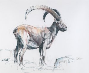 Venerando Stambecco, 2006 (węgiel i conte na papierze) autorstwa Mark Adlington