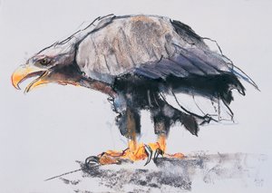 Orzeł bielik, 2001 (węgiel i conte na papierze) autorstwa Mark Adlington