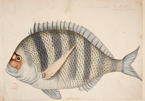 Ryba. autorstwa Mark Catesby