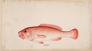 Ryba. autorstwa Mark Catesby