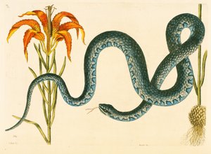 Anguis, Wampum Snake, płyta 58, tom. 1 z „Historii naturalnej Karoliny, Florydy i Bahamów” autorstwa Mark Catesby
