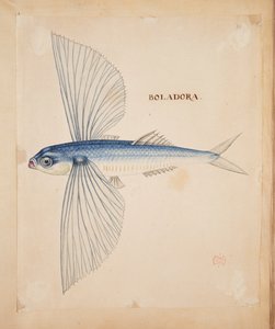 Boladora”. Latająca ryba. autorstwa Mark Catesby