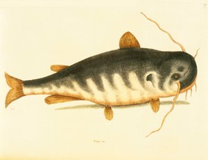 Sum, talerz 23, poj. 1 z „Historii naturalnej Karoliny, Florydy i Bahamów” autorstwa Mark Catesby