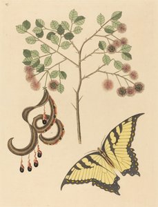 Koci pazur Mimosa circinalis, opublikowana w latach 1731-1743. autorstwa Mark Catesby