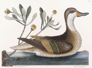 Chryzantema autorstwa Mark Catesby