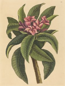 Red Frangipanni Plumeria rubra, opublikowana w latach 1731-1743. autorstwa Mark Catesby