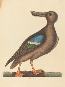 Niebieskoskrzydlaty płaskonos Anas clypeata foemina, opublikowany w 1754 r. autorstwa Mark Catesby