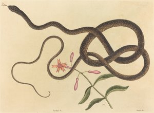 Wąż trener-whip (wiść Coluber) autorstwa Mark Catesby