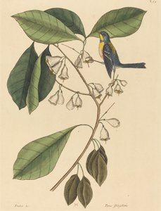Pełzacz zięba (Parus americanus) autorstwa Mark Catesby