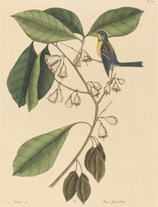 Pełzacz Finch Parus americanus, opublikowany w latach 1731-1743. autorstwa Mark Catesby