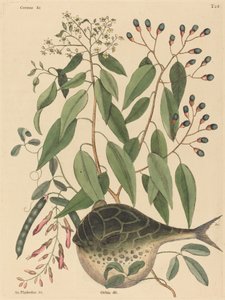 Ryba kulista (Tetrodon lagocephalus) autorstwa Mark Catesby