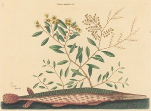 The Green Gar Fish Esox osseus, opublikowany w latach 1731-1743. autorstwa Mark Catesby
