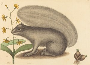 Wiewiórka szarego lisa Sciurus cinereus, opublikowana w latach 1731-1743. autorstwa Mark Catesby