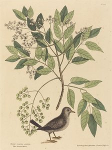 Gołąb mielony (Columba passerina) autorstwa Mark Catesby