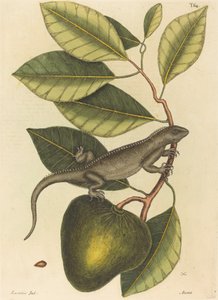 Guana (Iguana Jaszczurka)